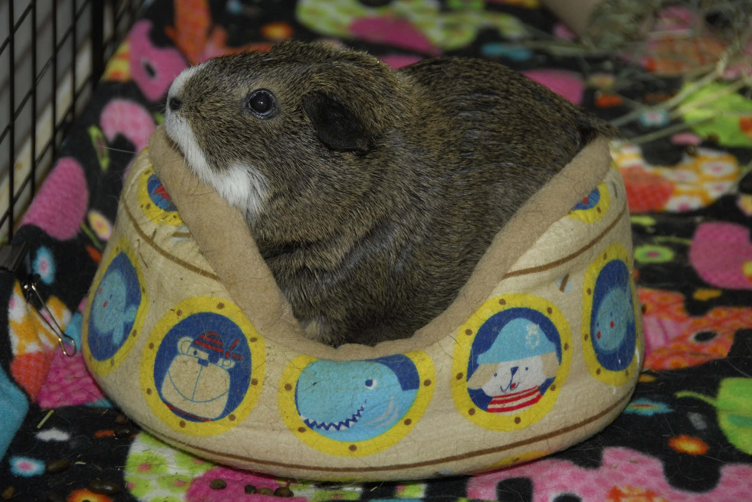 Miffy1.jpg
