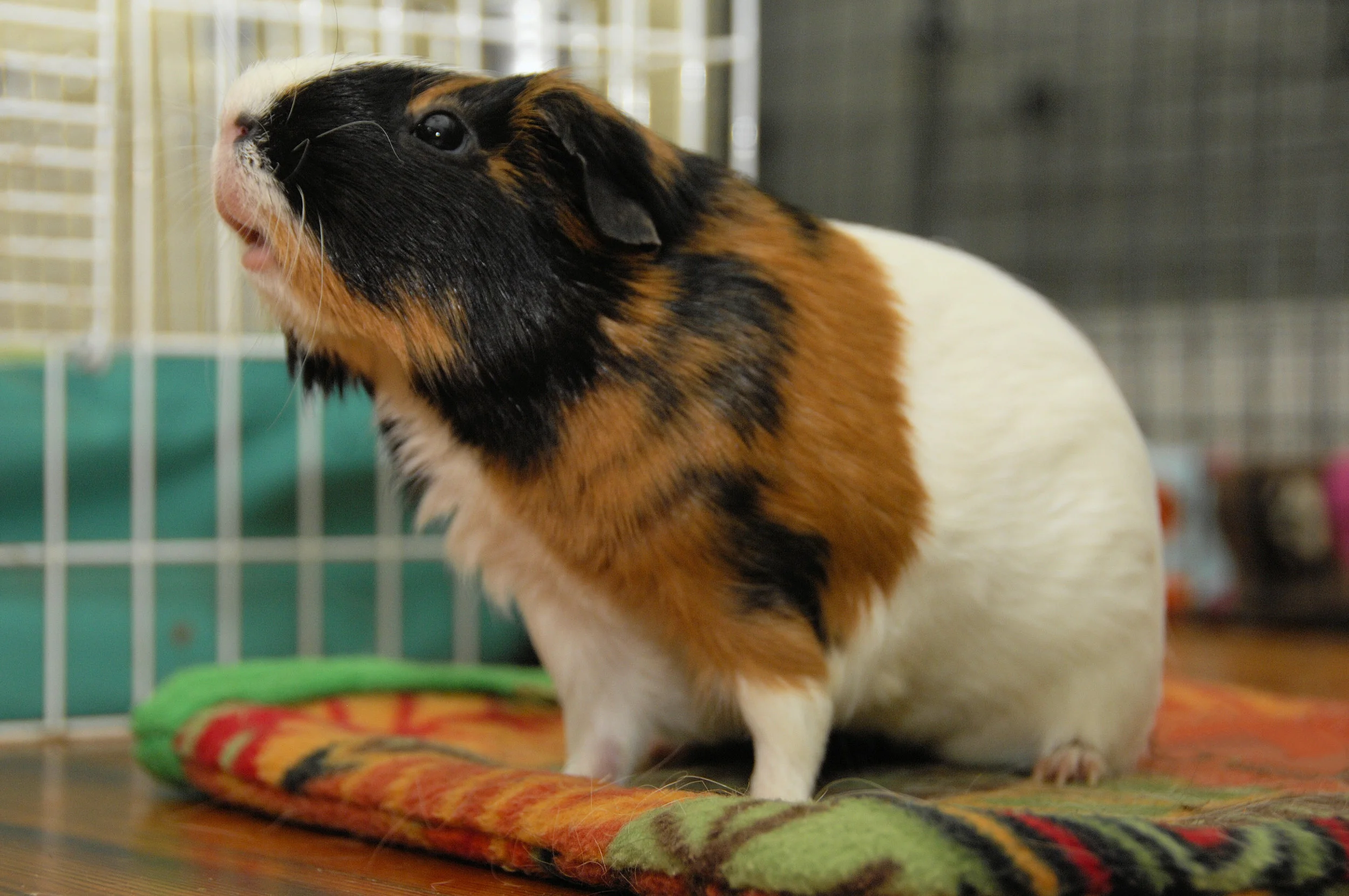 ginger guinea pig for sale