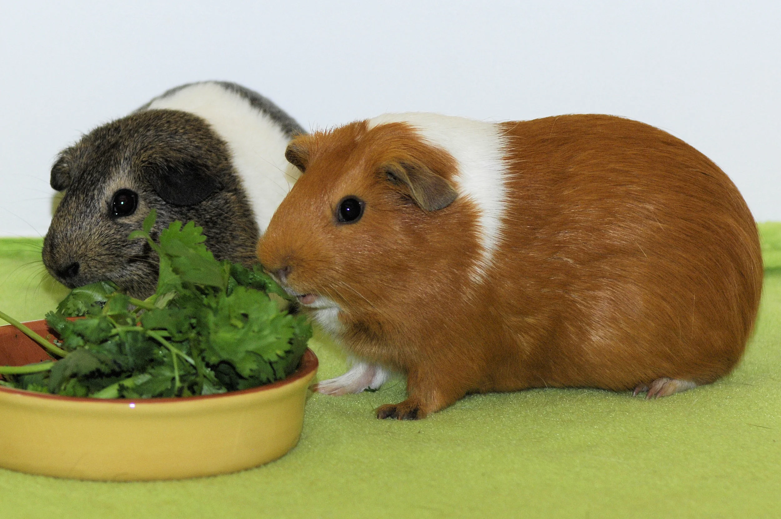 Cinnamon and Maybelle 02.jpg