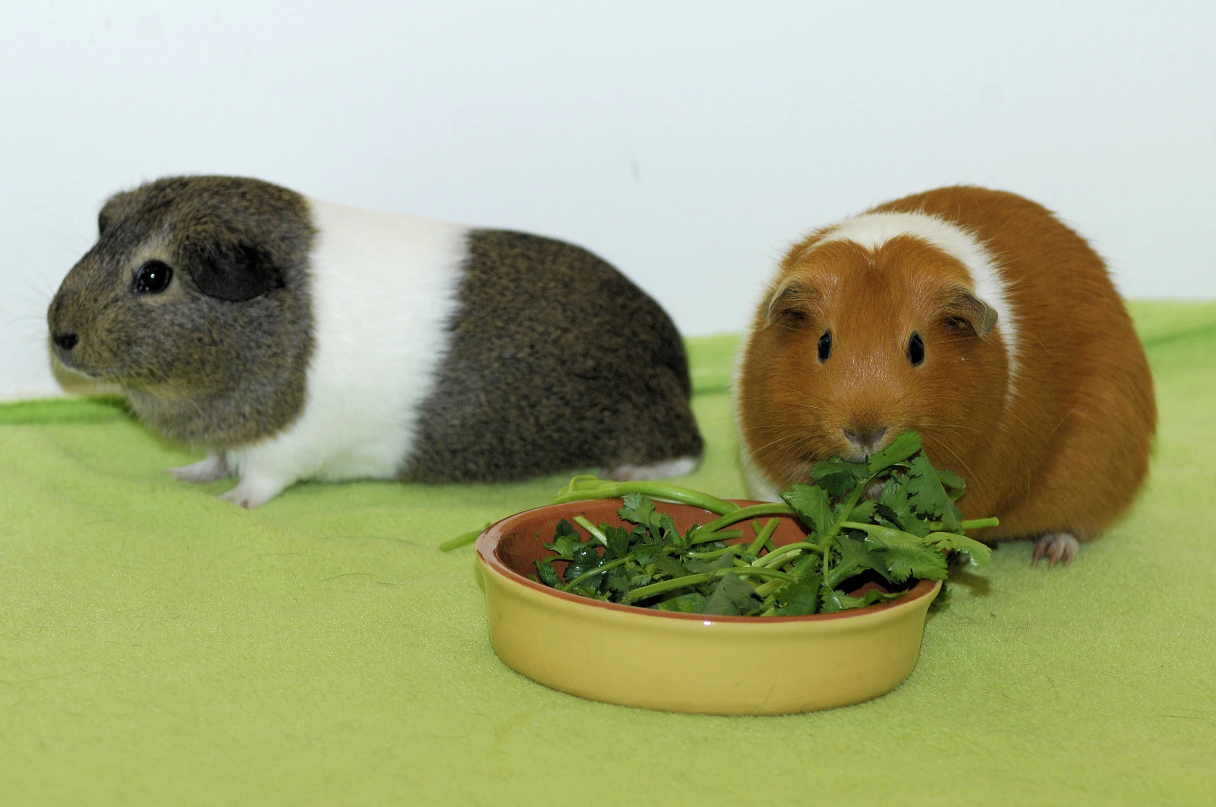 Cinnamon and Maybelle 04.jpg