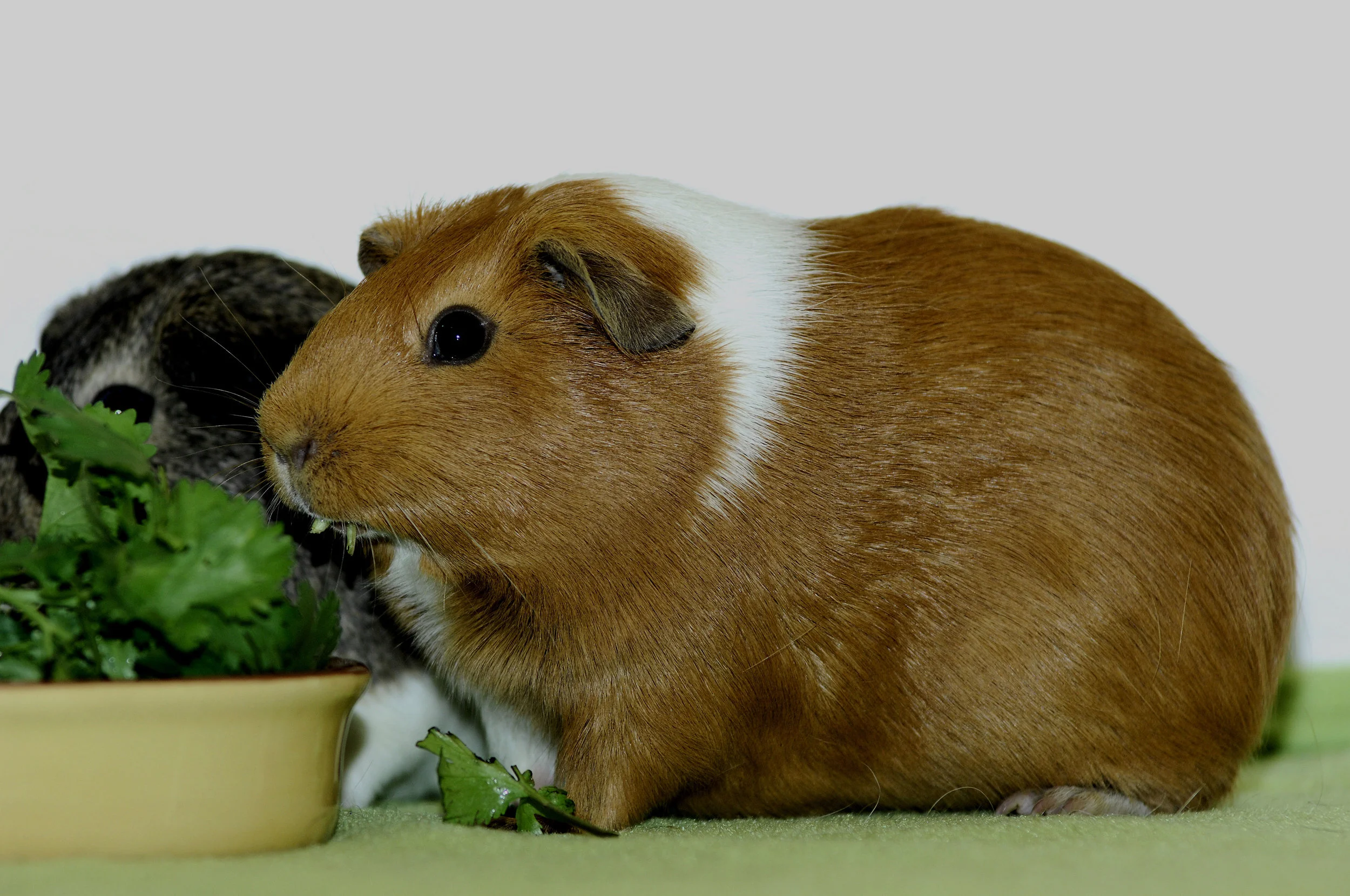 Cinnamon and Maybelle 03.jpg