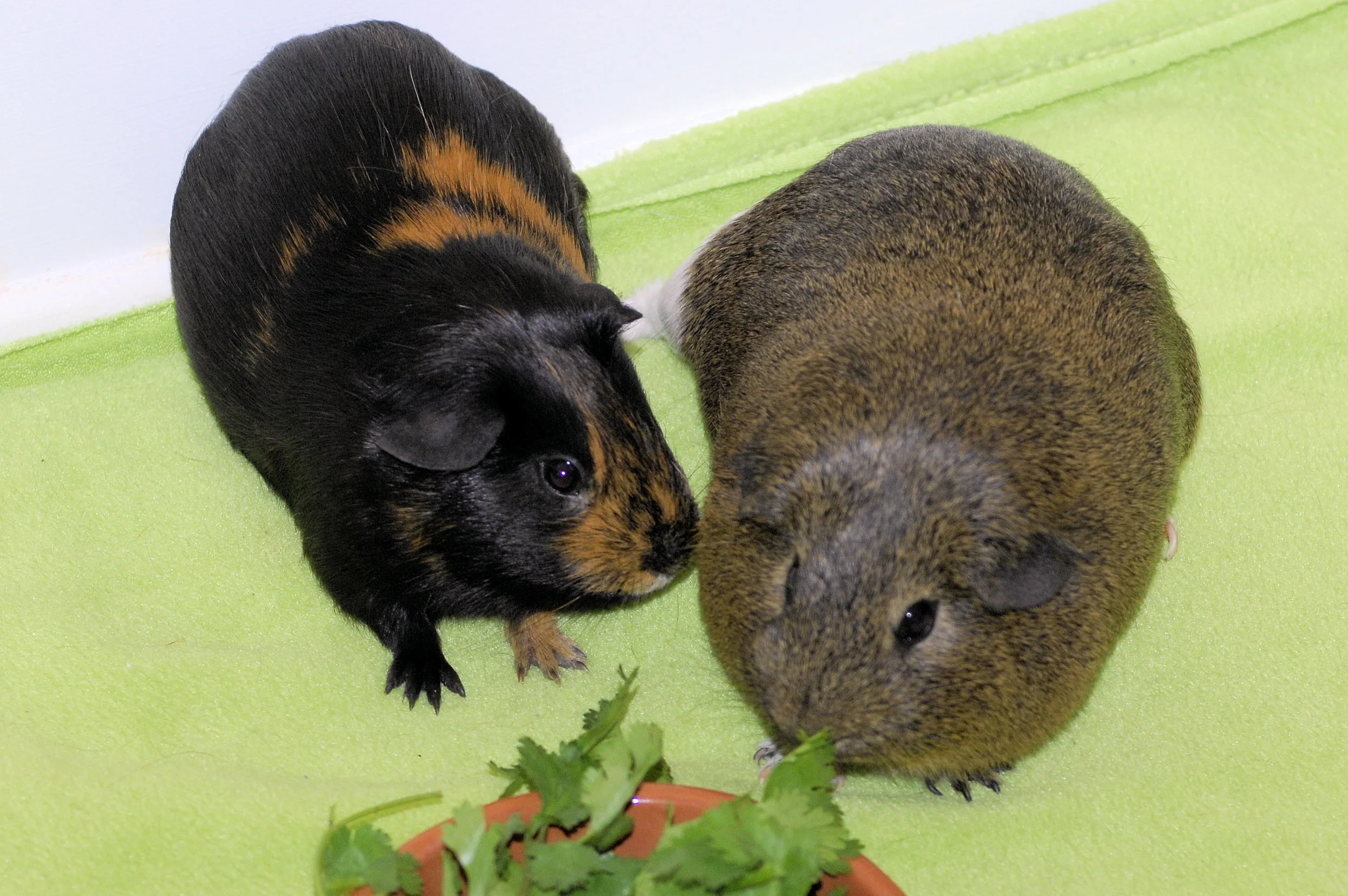 Britches and Matty02.jpg