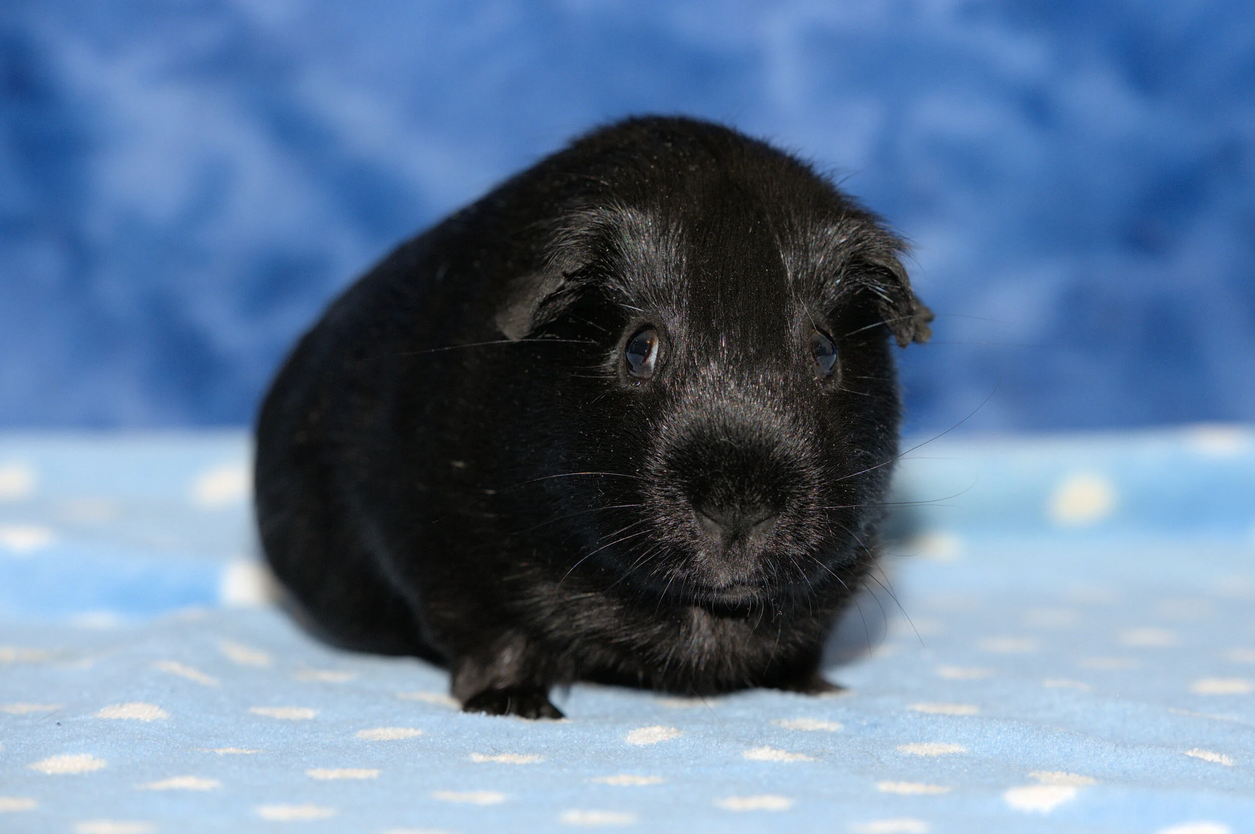 pet rescue guinea pigs