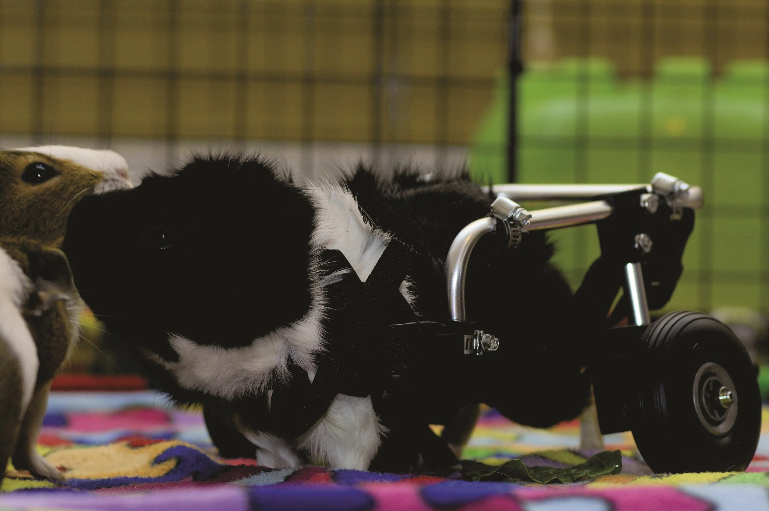 guinea pig breeders near me