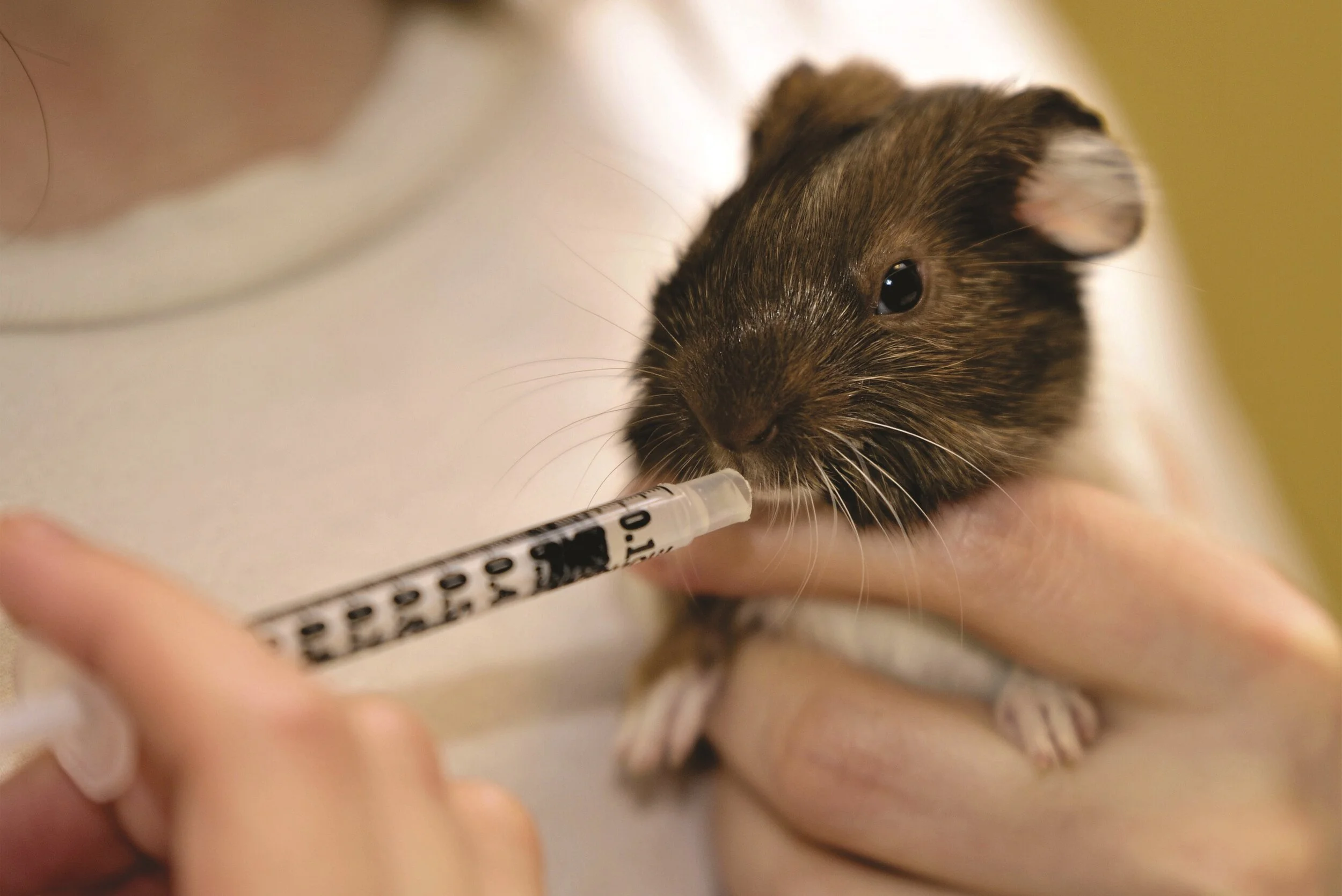 guinea pig rescue shelter near me