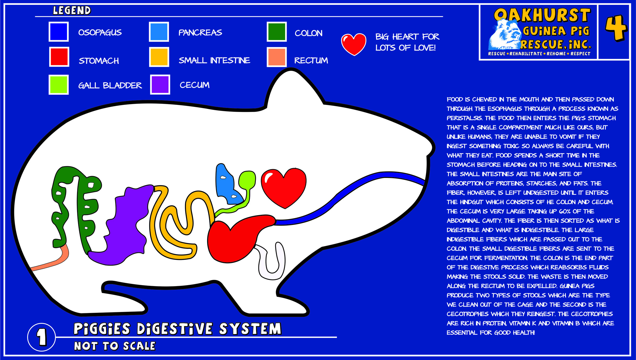 5 Digestive System.jpg