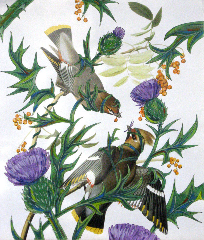 Penelope Gottlieb, Cirsium vulgare, Courtesy of the Artist