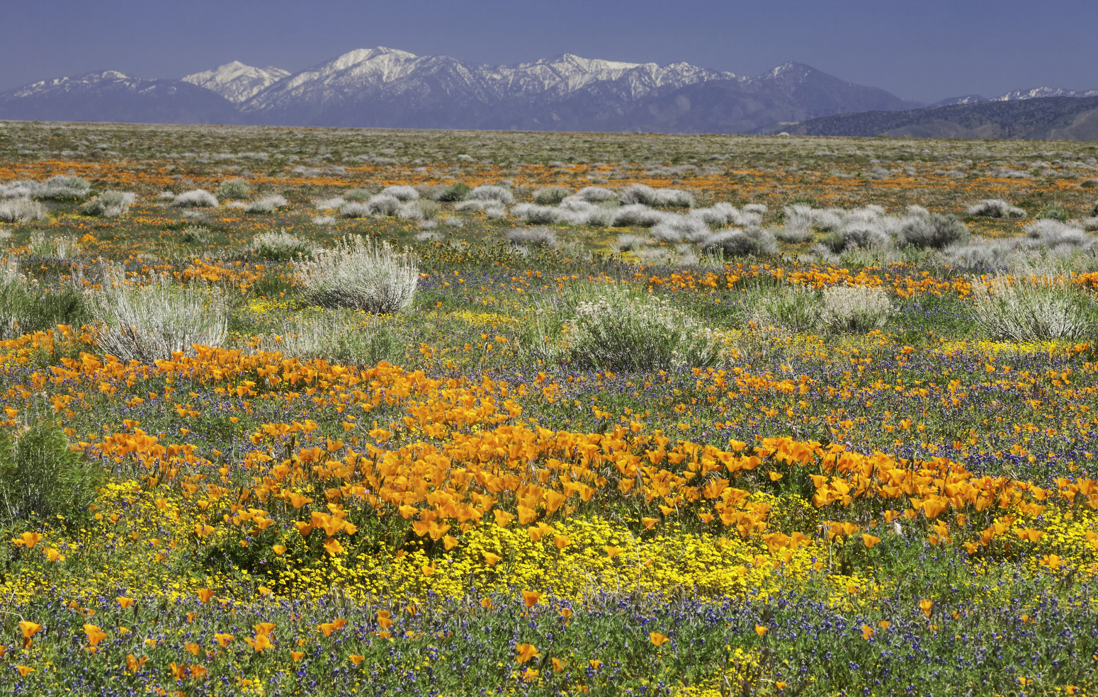 wildflowers & snow mts.jpeg