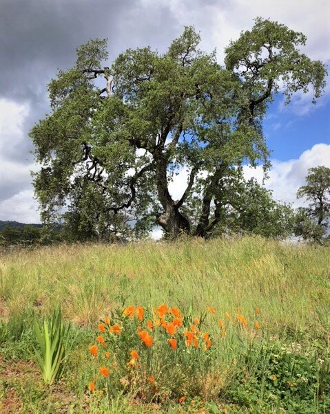 WG oak grass pop - April 2018.JPG