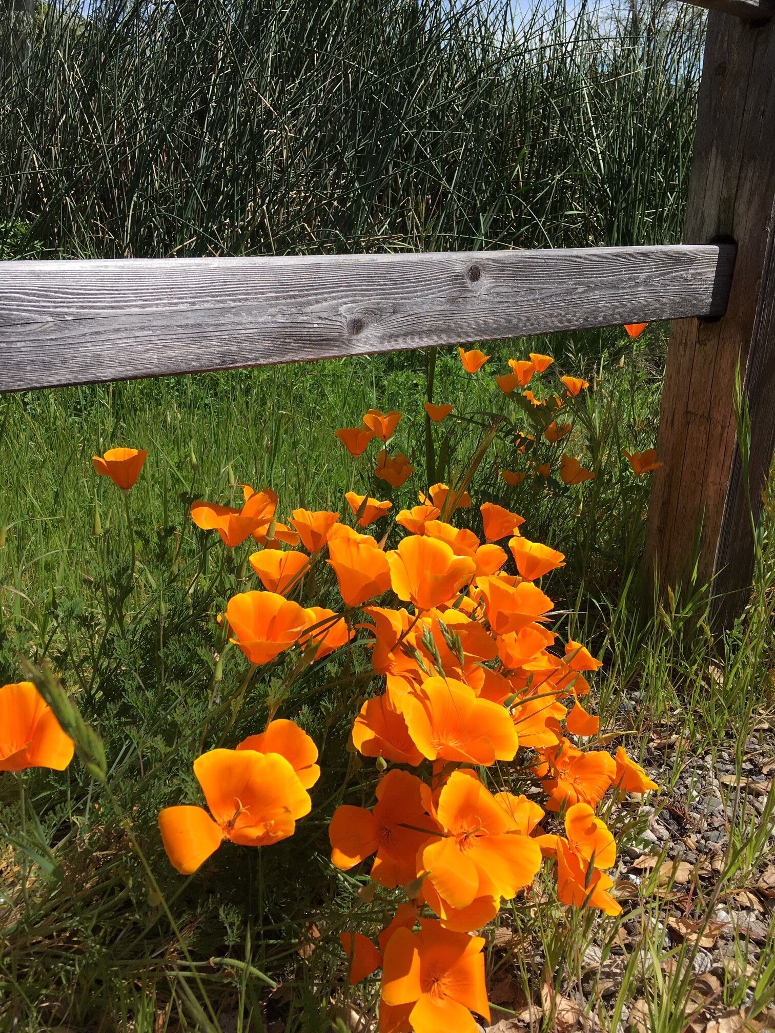 Poppies wetlands - April 2019.jpg