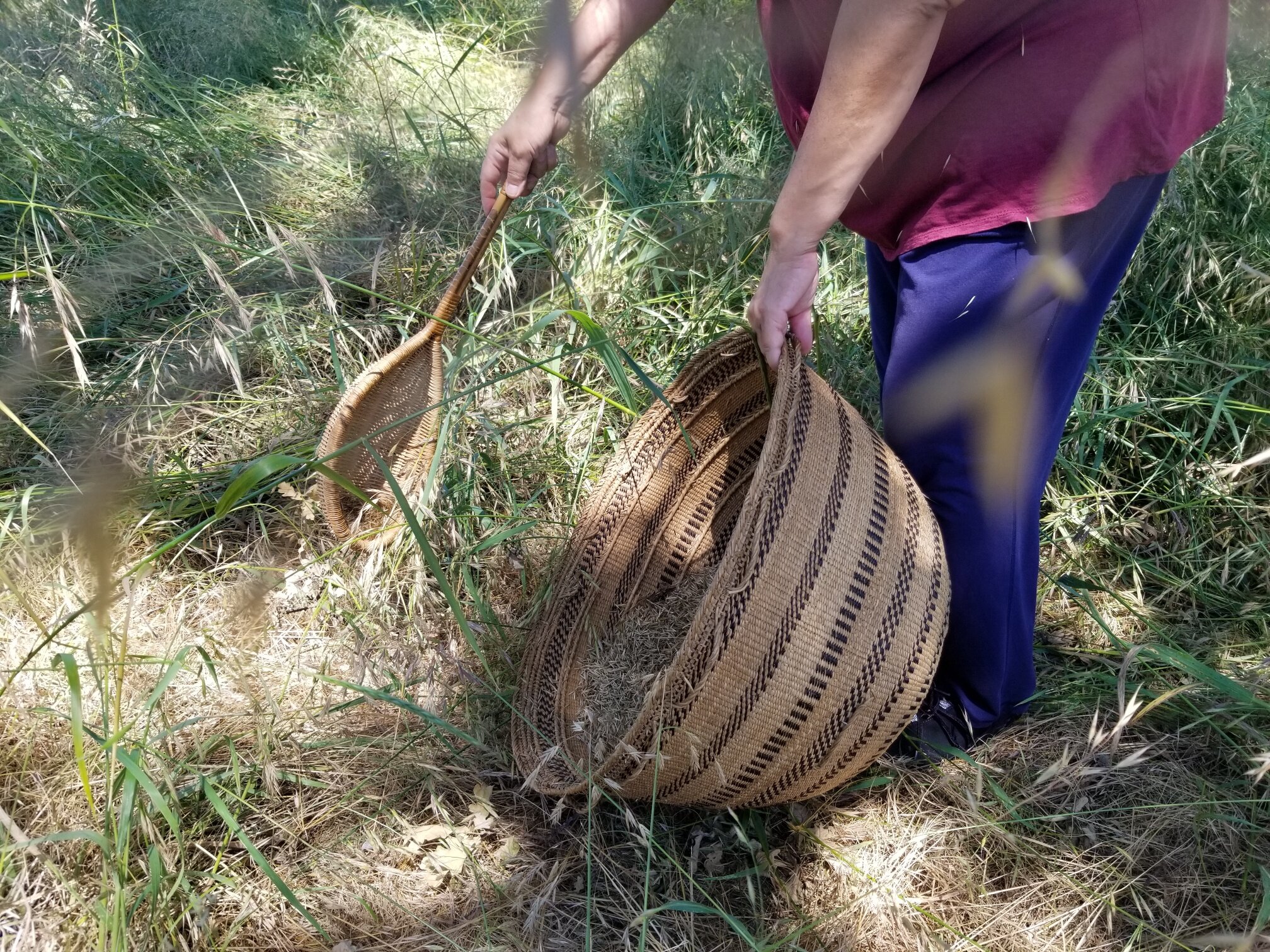 seed harvesting side view.jpg