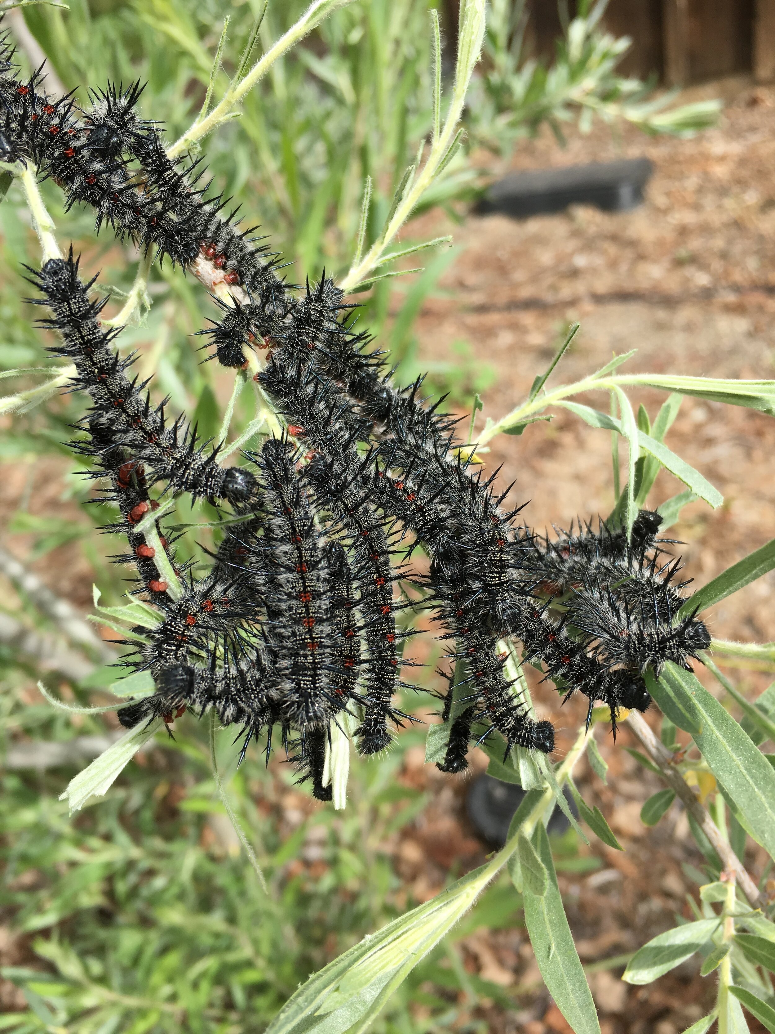 Mourning Cloak group large.JPG