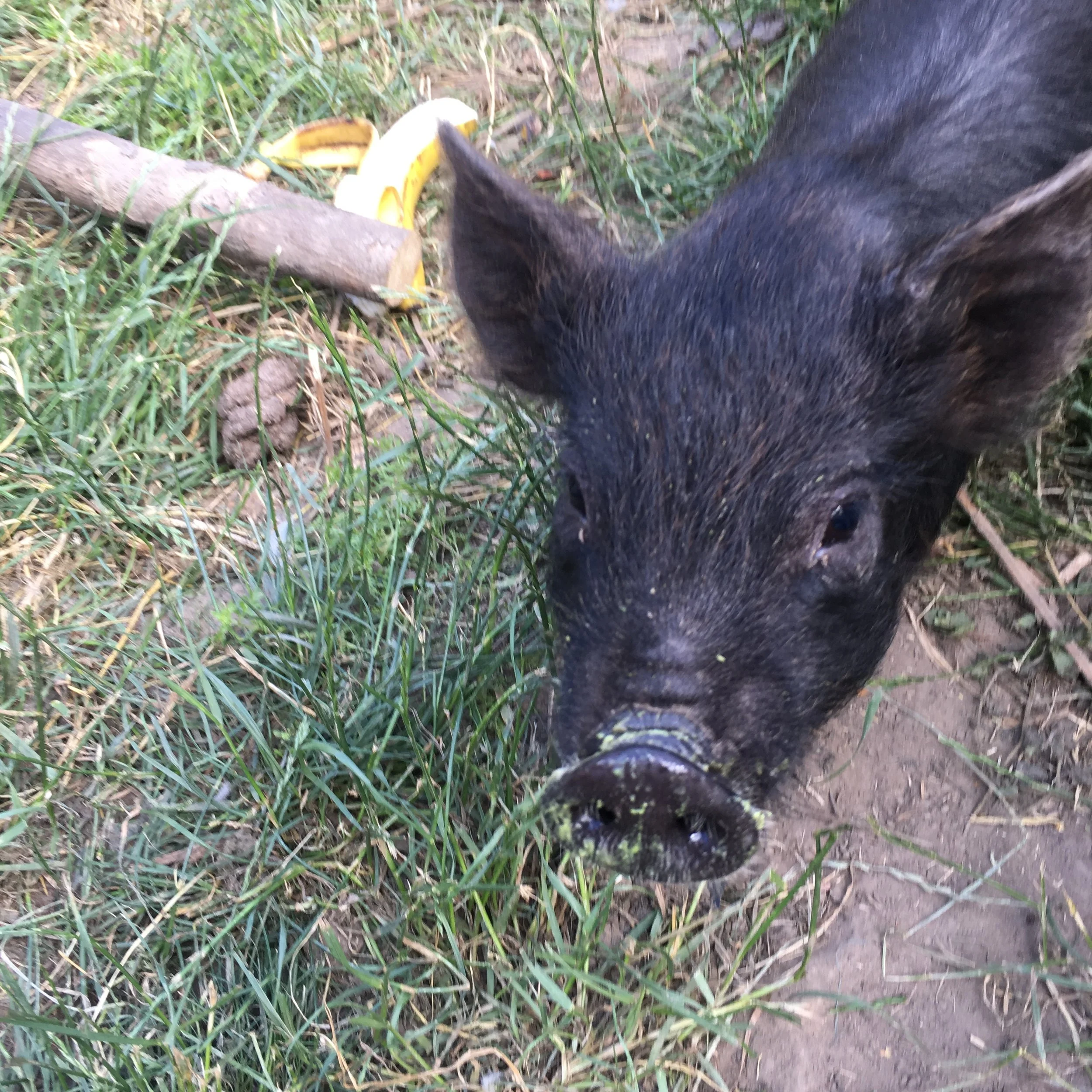 Meet Harry the Piglet 