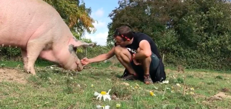 Poppy's story - The pig who escaped from the slaughterhouse