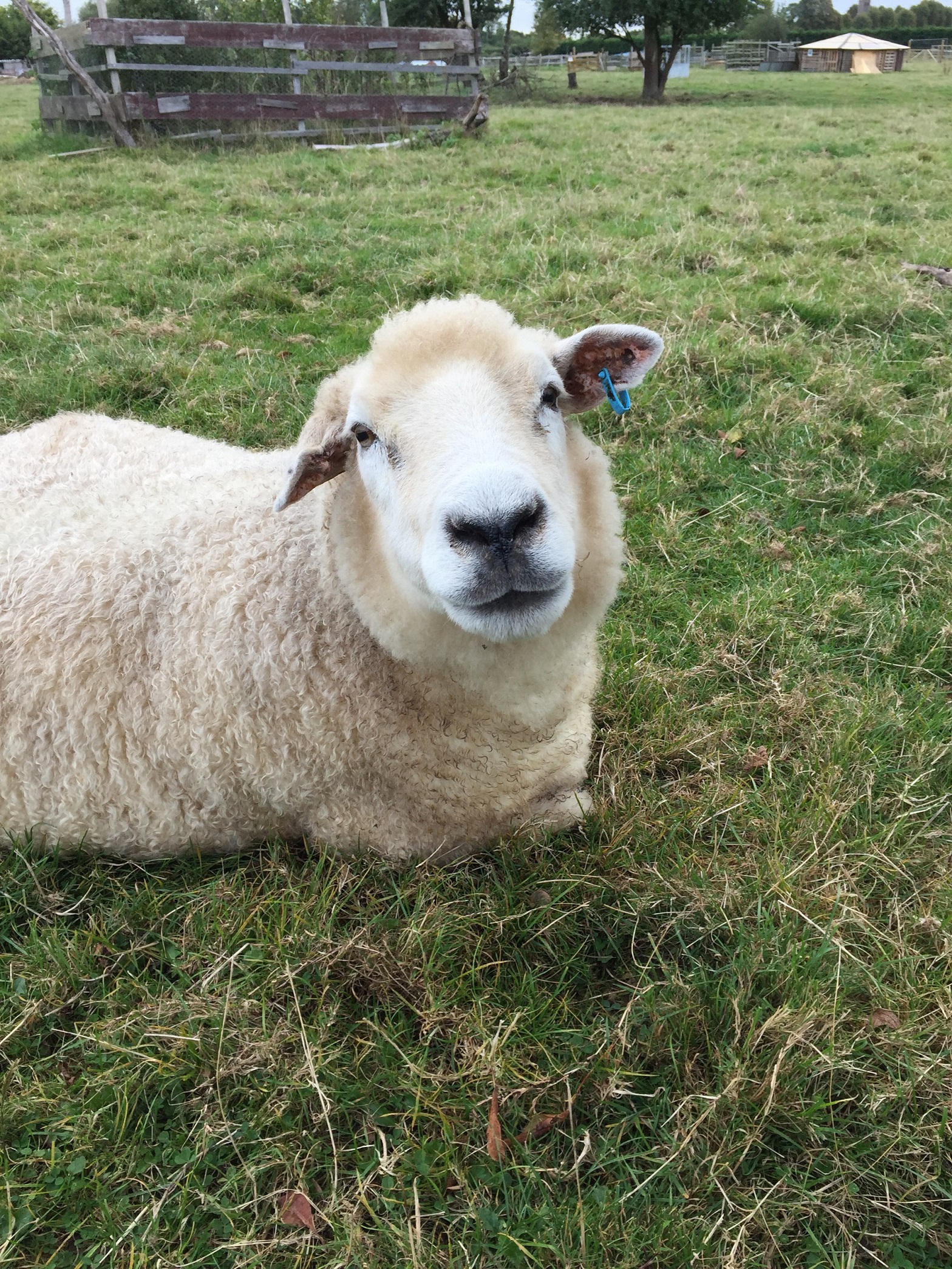 We mourn the passing of our dear Blue