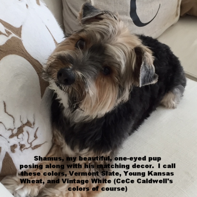 shame on white couch.JPG