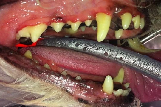 This is the same pet's mouth following removal of all plaque and infection; even under the gum line.