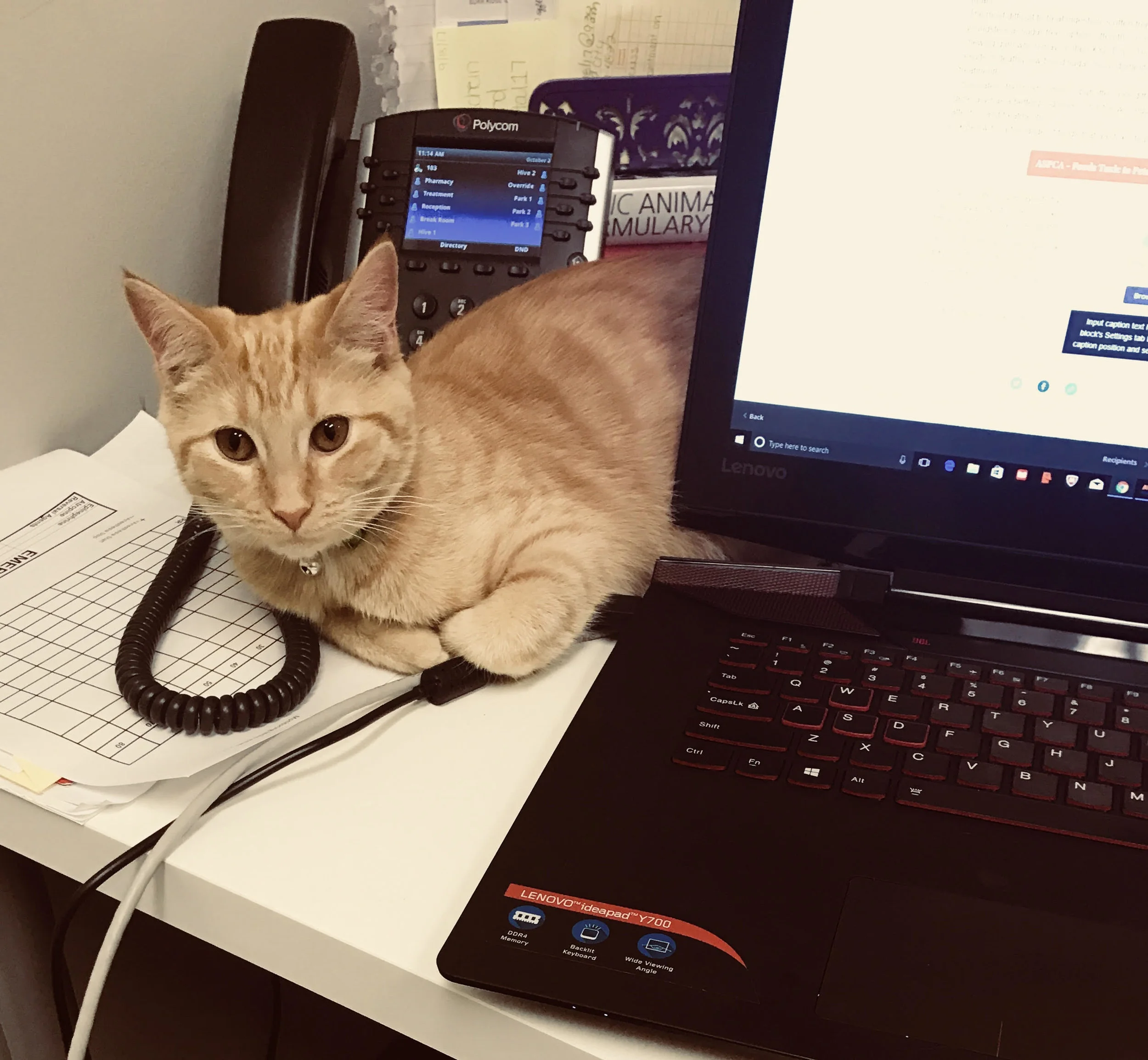 We promise that Sunkist will not be conducting your consultation. She is merely for team morale.