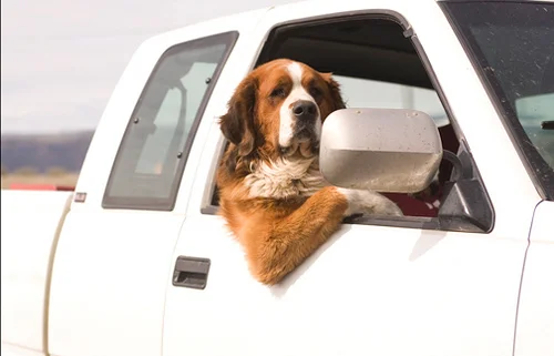 truck dog.jpg