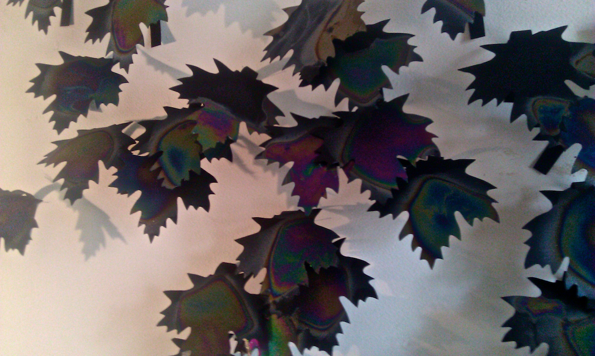 Sugar Maple Leaves (installation view)