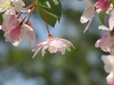 By The Light of Spring
