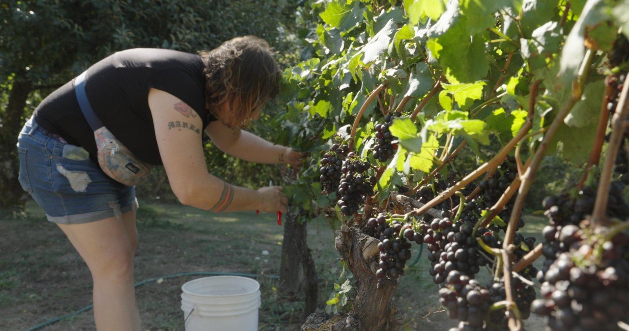 Viv harvesting Pinot Noir 2.jpg