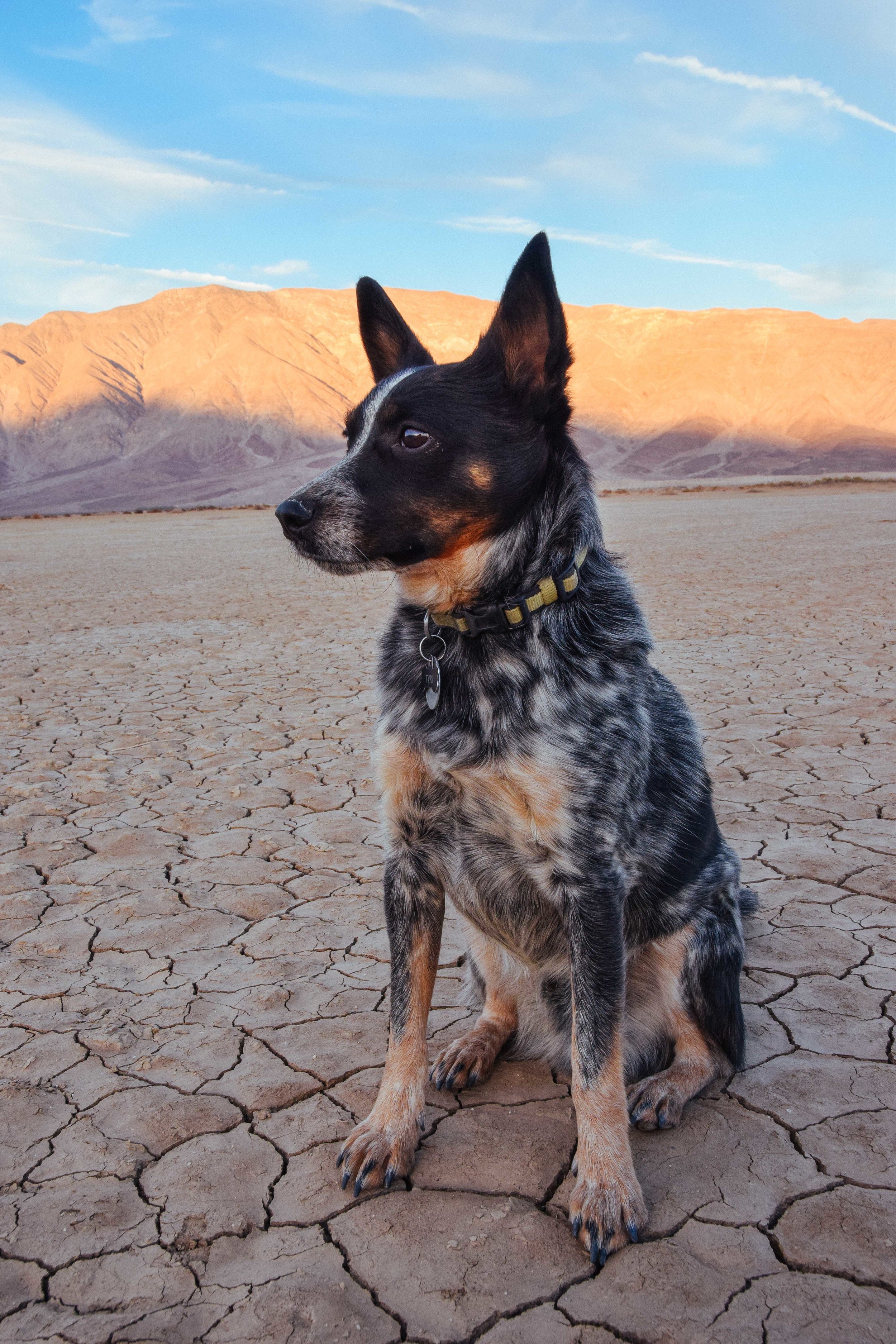 LSRF Tyki at Borrego Springs, CA.jpg