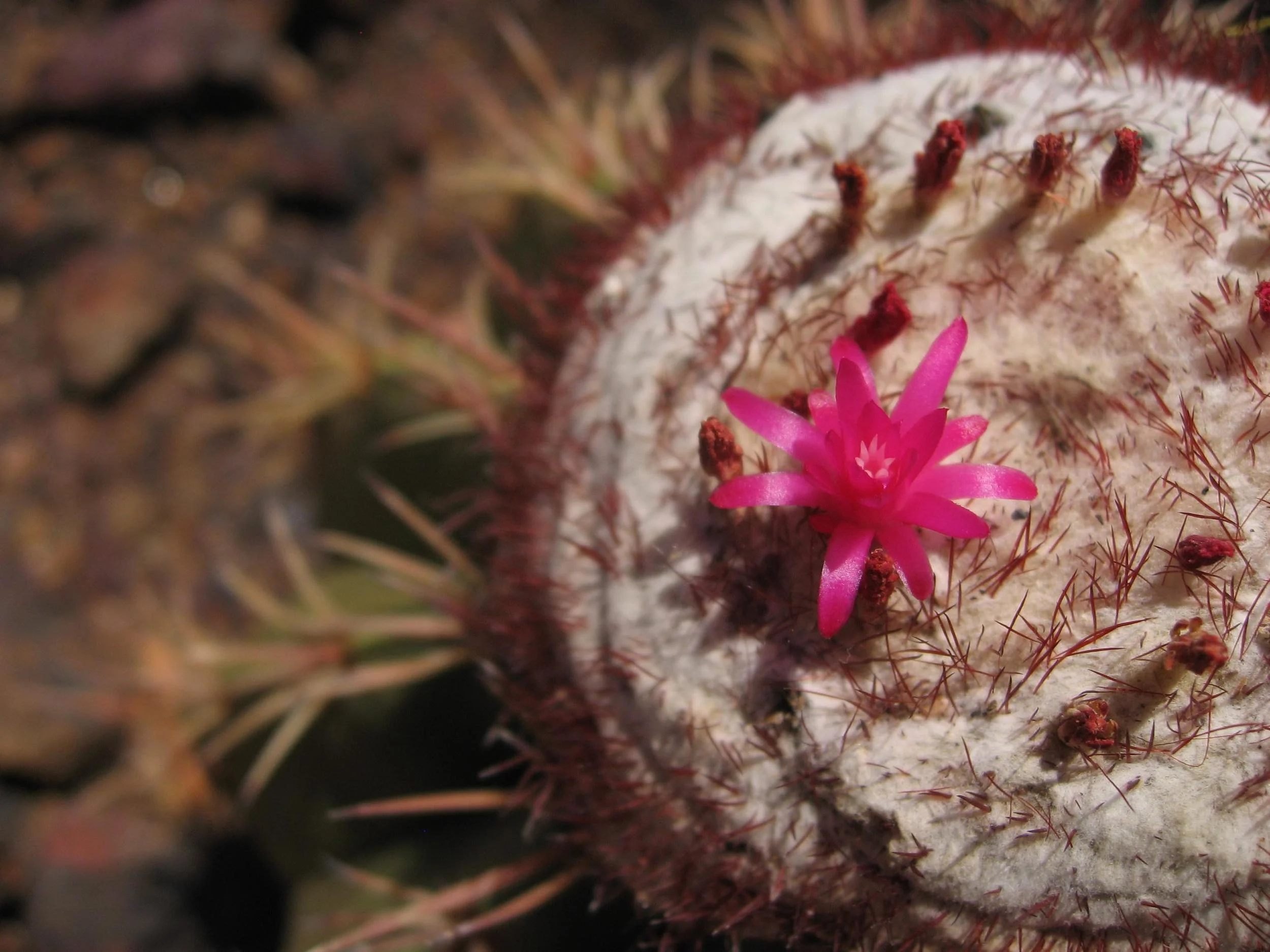 Melocactus curvispina by Johnida Dockens.jpg