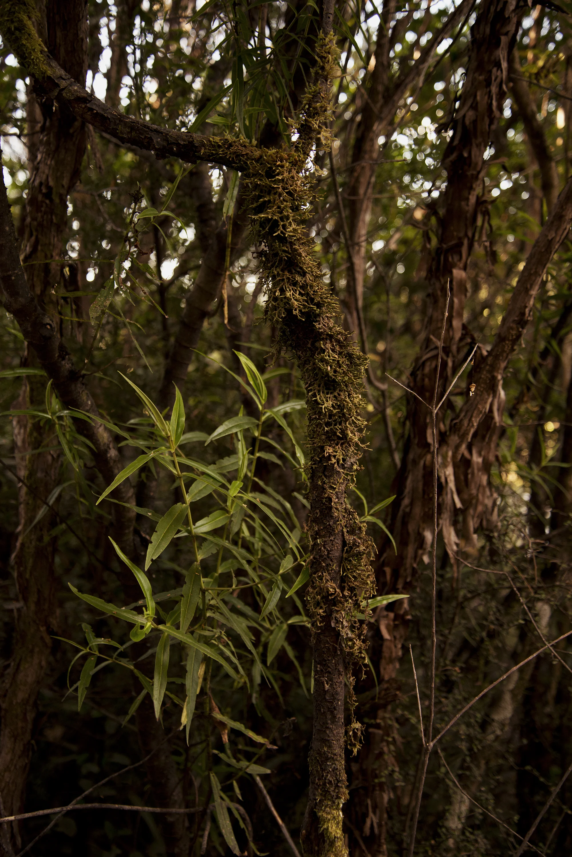 2019_2_NewZealand_1_FNL_2000px.jpg