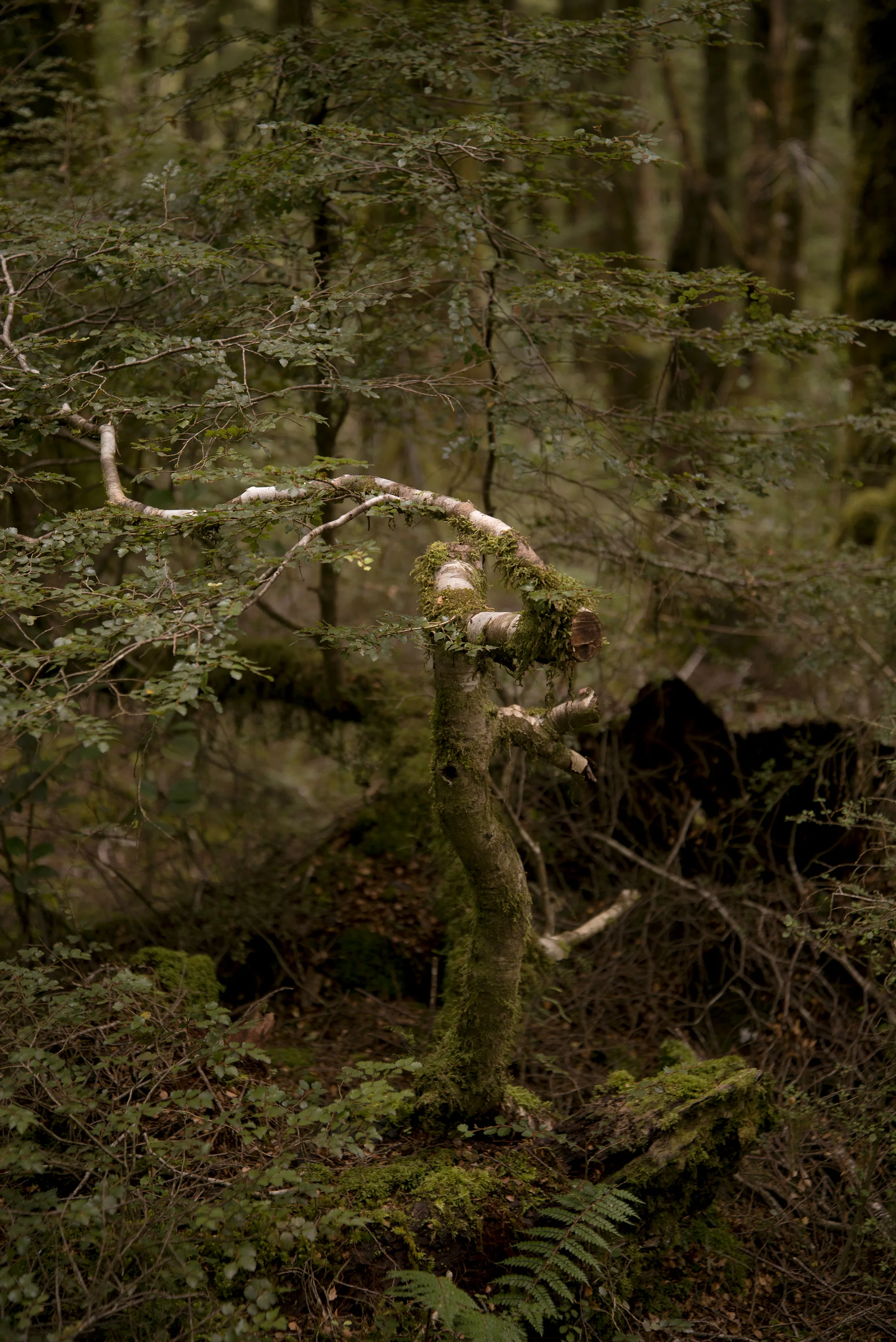 2019_2_NewZealand_8_FNL_2000px.jpg