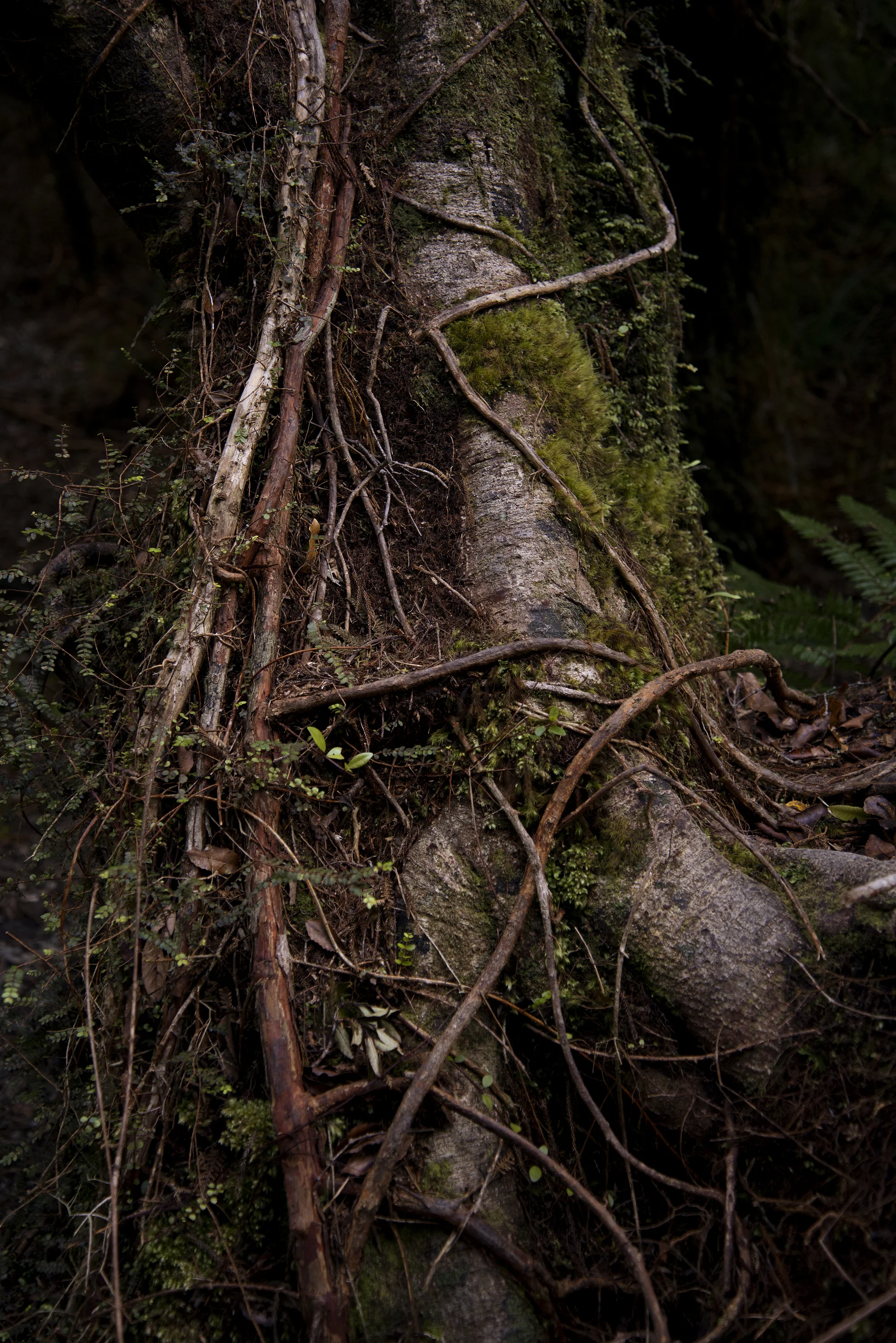2019_2_NewZealand_13_FNL_2000px.jpg