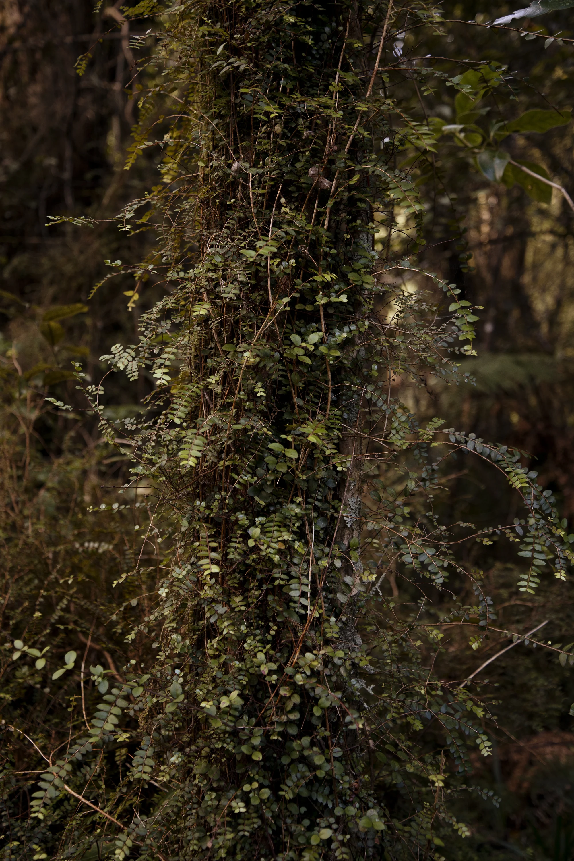 2019_2_NewZealand_14_2000px.jpg