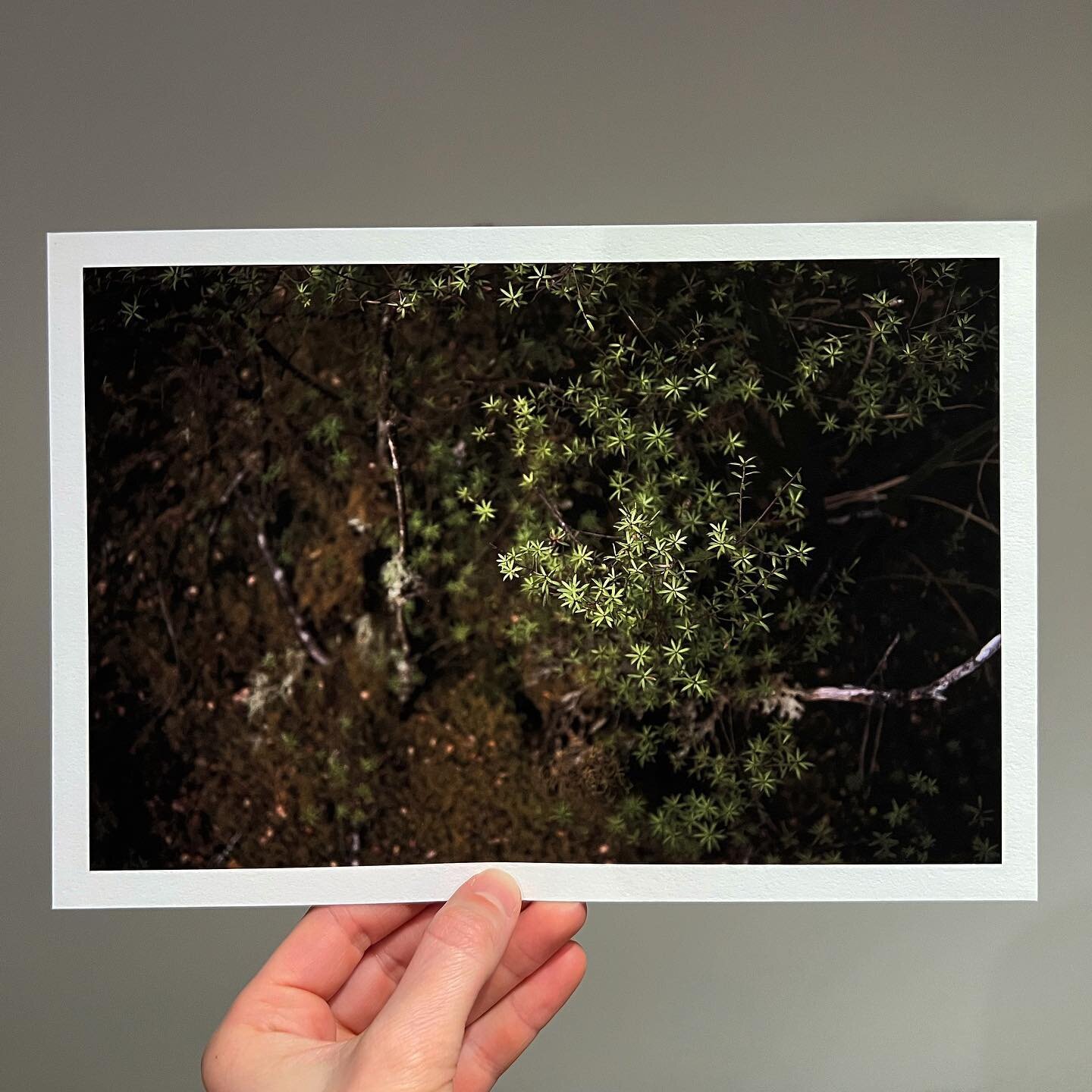 🌱 This will always be one of my favorite photos of mine, and I love the 10&rdquo; x 7&rdquo; edition. It allows for a close and private viewing experience. The leaves remind me of little stars, except they&rsquo;re green and on the forest floor.

Th