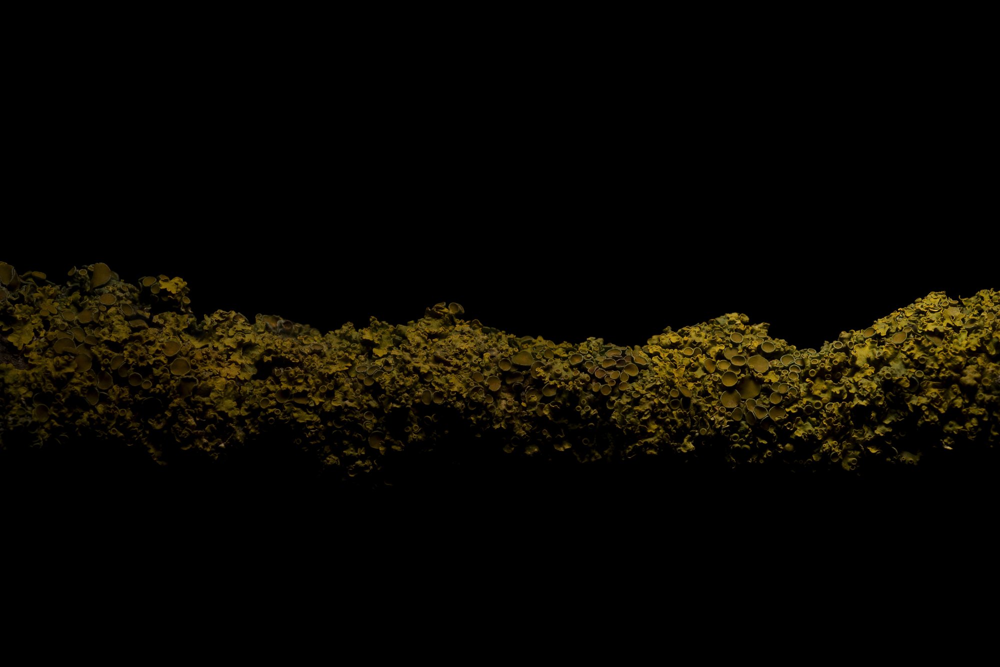 2018_1_Xanthoria_1_8bit_2000pxW.jpg