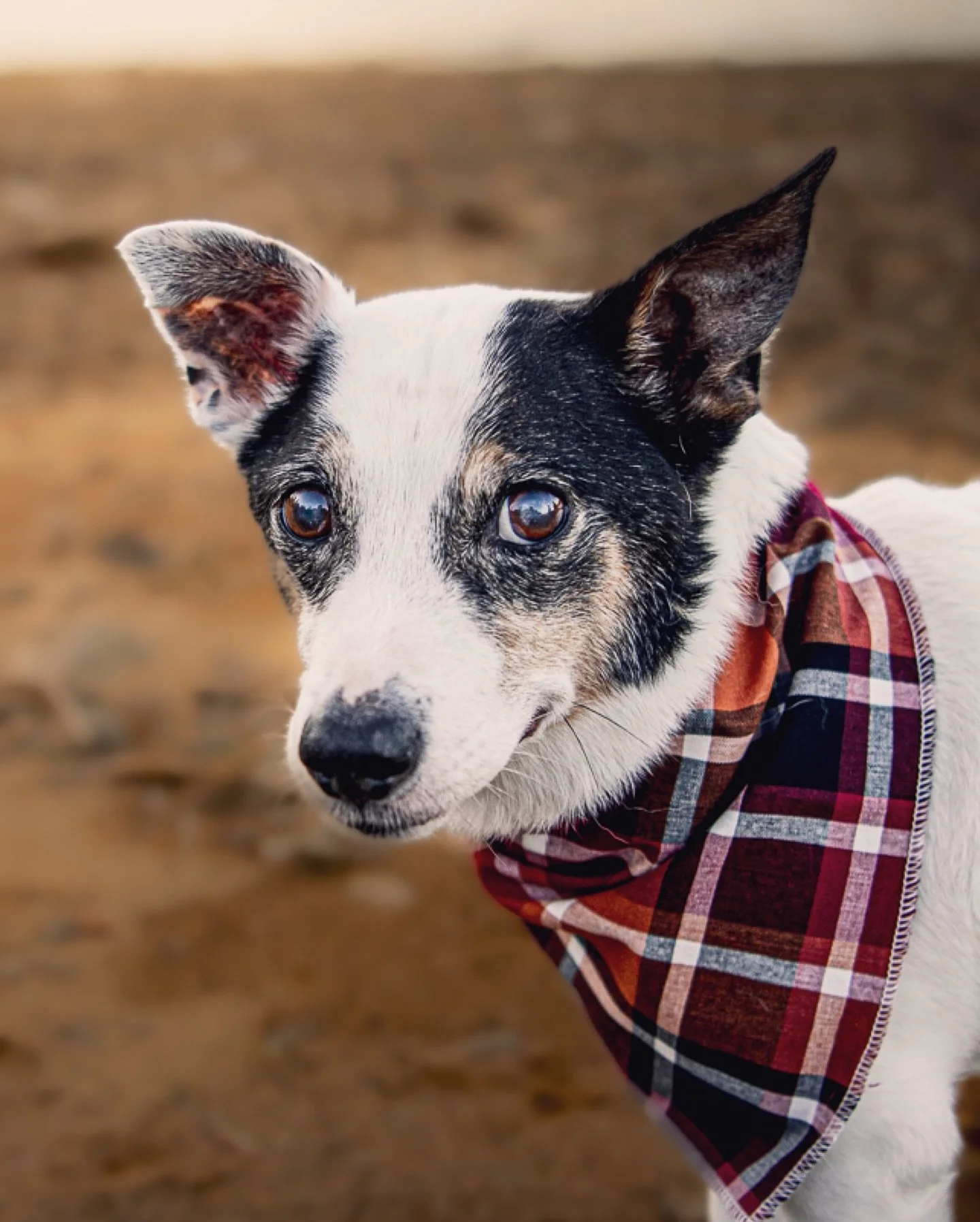 The Cianfarani Family | 2025 🐾
#minisession #dogphotography #dog #photography #familyphotography #photographer #fallminisessions #fall #photoshoot #greatsacandagalake #adirondacks #adk #capitalregion #lake #nikonusa #upstateny #upstatenyphotographe