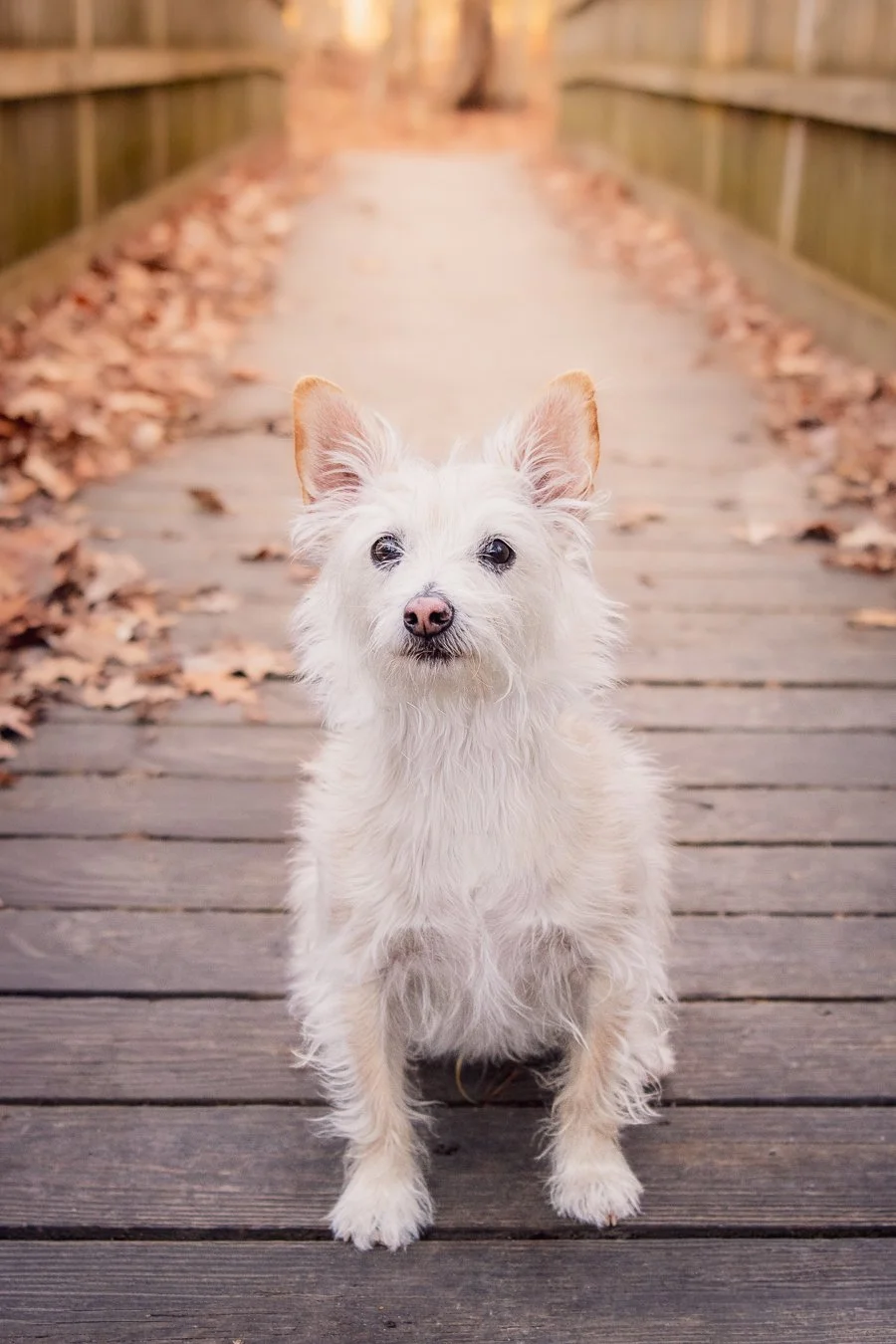 A small white dog with pointy ears sitting on a wooden pathway covered with fallen leaves, with a blurred background of the same pathway.