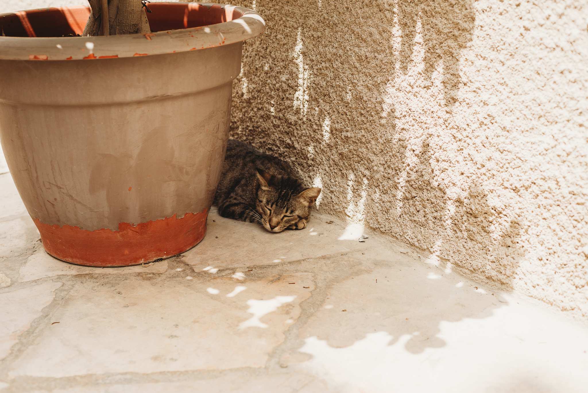 This is a cat.