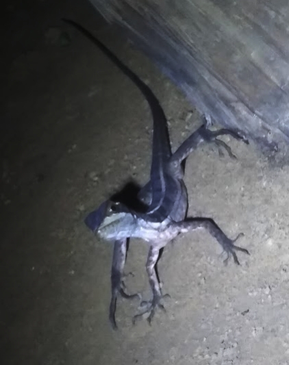 Aden was fascinated by all the critters around us. Here is one of our gecko roommates. Unfortunately he couldn’t save us 15% on our car insurance!