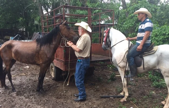 Sam Anderson checks out a mare while her owner looks on.
