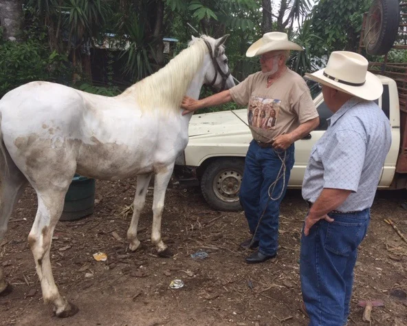 Sam looks at another horse with Mike Crutchfield looking on.