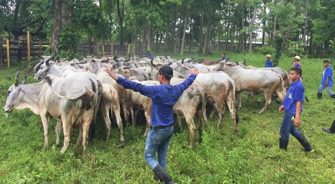 Rounding up the herd to select the four or five bulls for riding