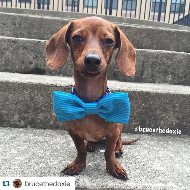 It's almost the big day! Do you have YOUR outfit planned for the race? Thanks @brucethedoxie for the shoutout! Remember to tag and follow us for a feature! #pnw #pdx #pnwonderful #upperleftusa #oregoncoast #rockawaybeach #wienerdog #dachshunddaily #d