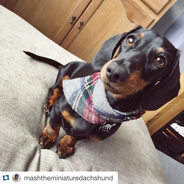 We're a fan of this sporty look too! Whether you come formal or casual, we can't wait to see you on Saturday! Thanks for the shoutout @mashtheminiaturedachshund! Remember to tag and follow us for a feature! #pnw #pdx #pnwonderful #upperleftusa #orego