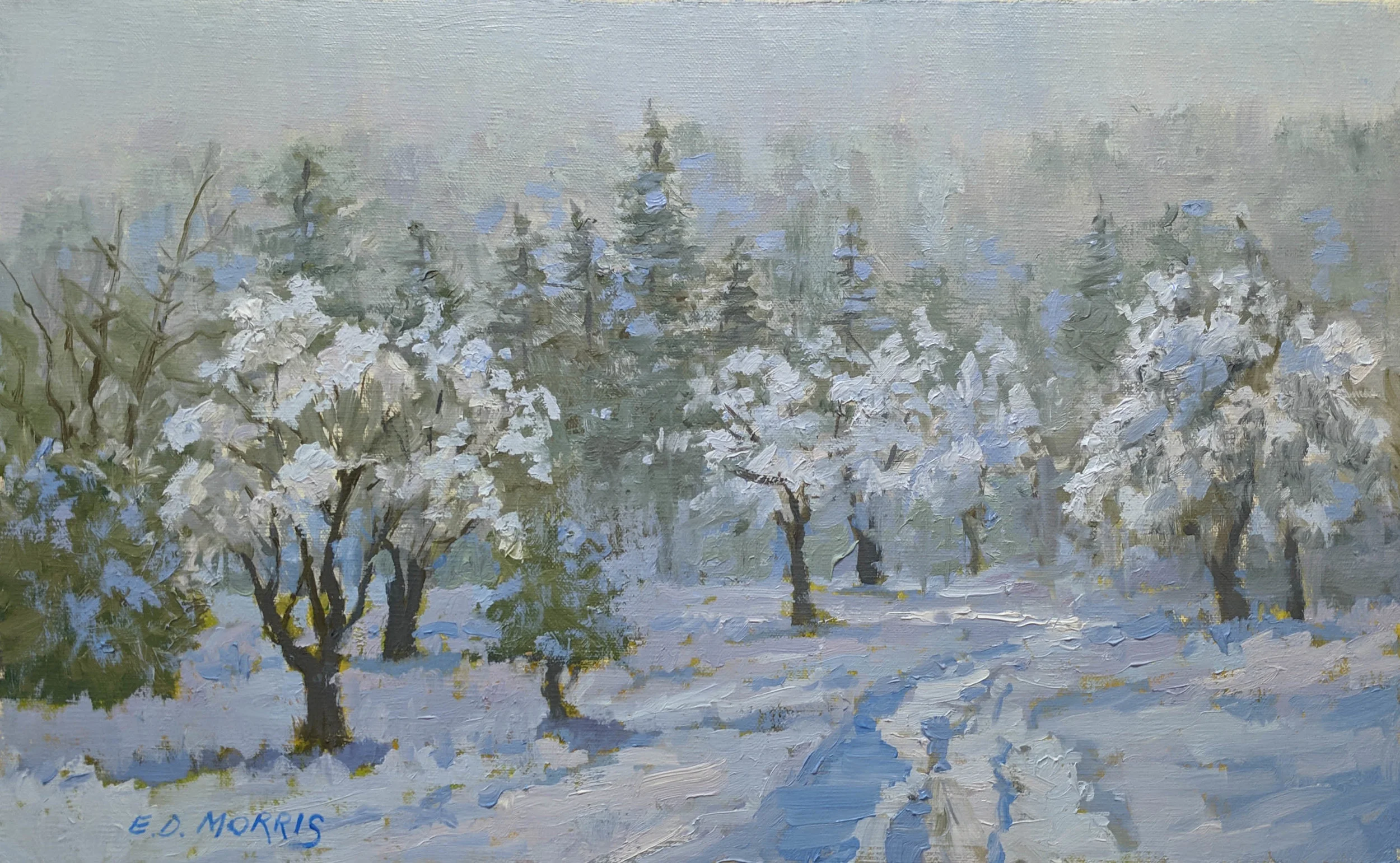 Morning Frost