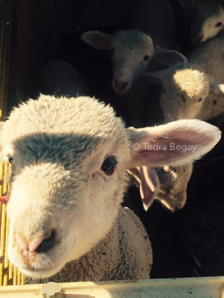 Some of our family lambs - Seba Dalkai, Arizona