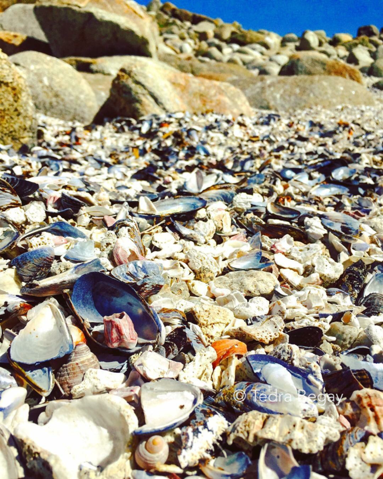 Seashells - Pacific Grove, California