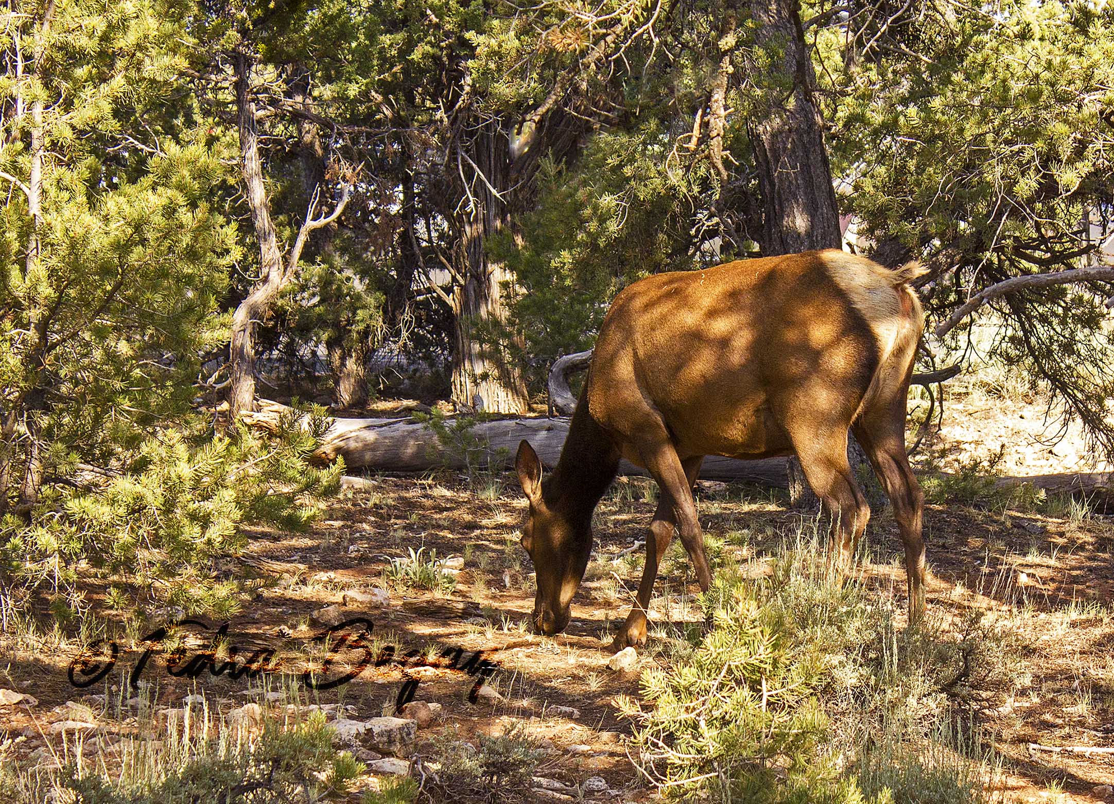 20170701_Grand_Canyon_0015.jpg