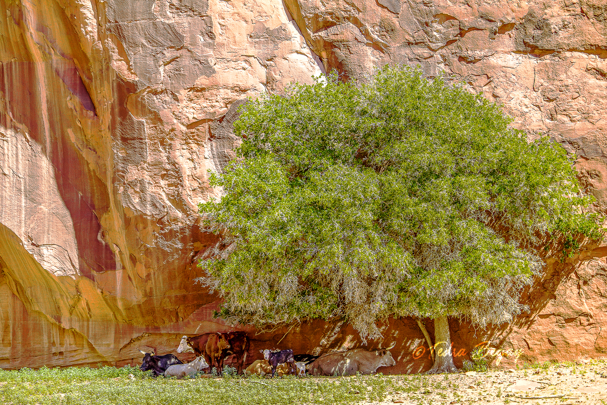 07092018_CanyonDeChelly_0107.jpg