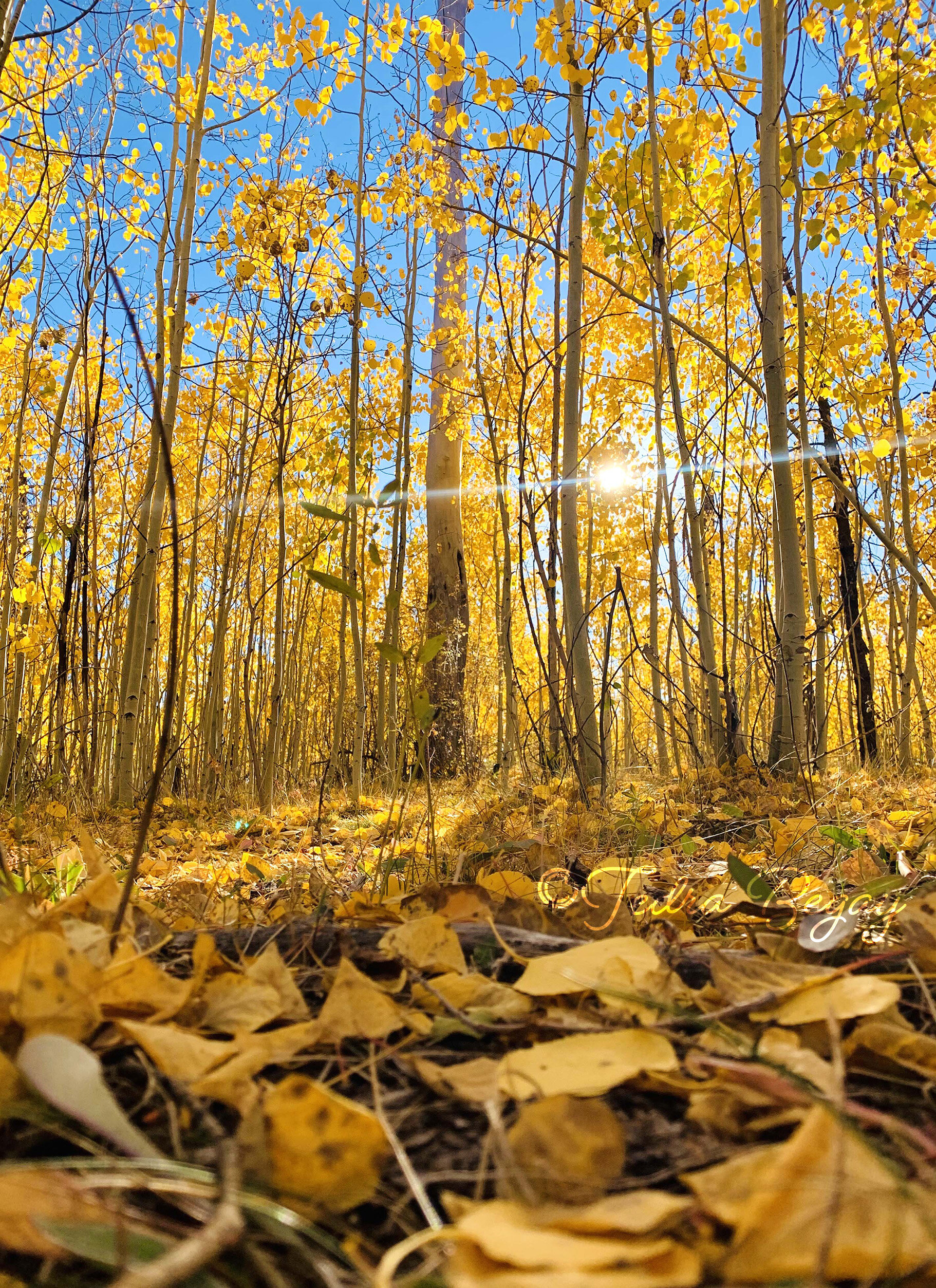 Valles Caldera, New Mexico - Oct. 2020