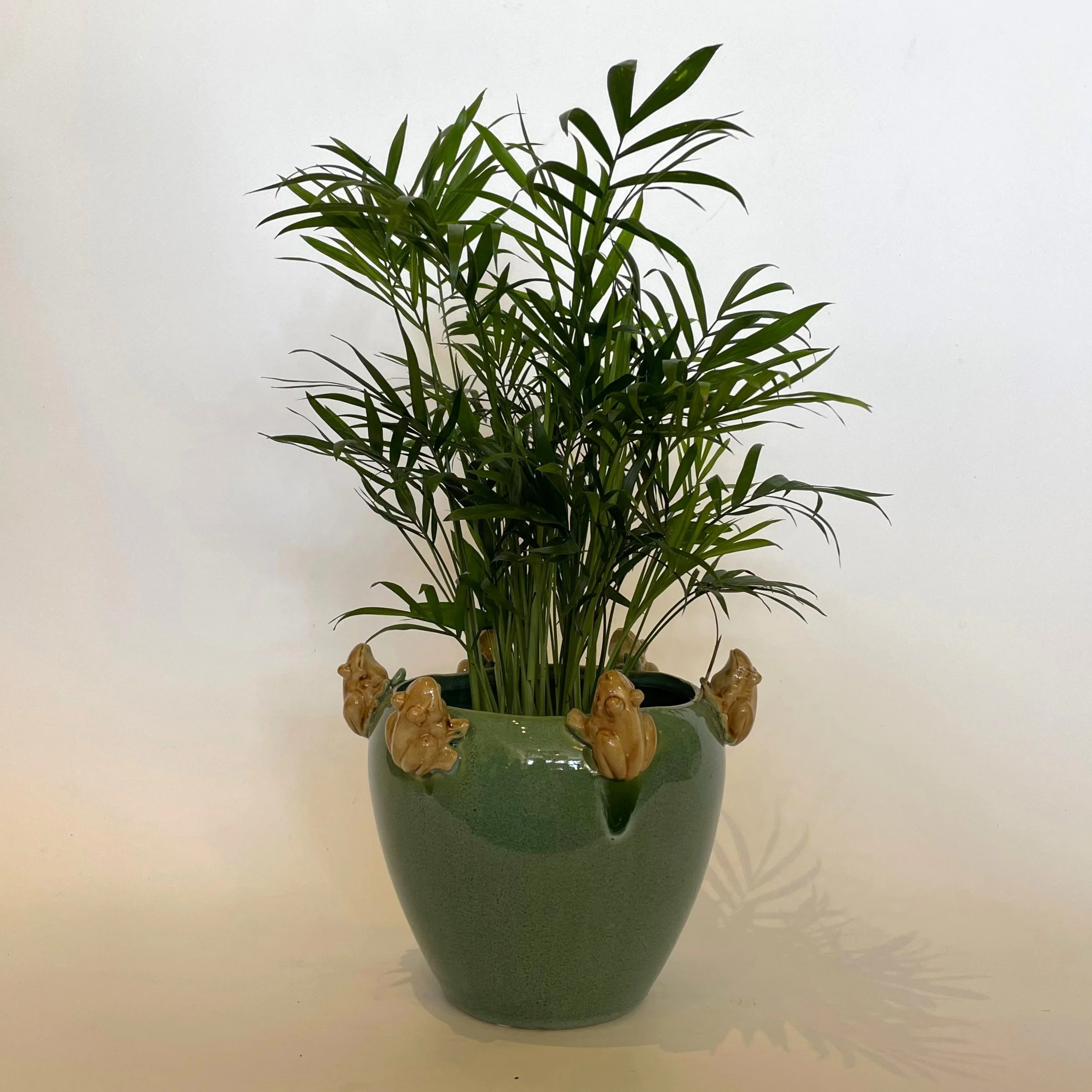 Frog pot with fern.jpg